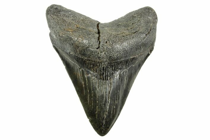 Fossil Megalodon Tooth - South Carolina #365796